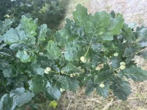 Stiel-Eiche (Quercus robur) in Döllnitz