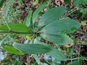 Türkenbund-Lilie (Lilium martagon) in Seubersdorf