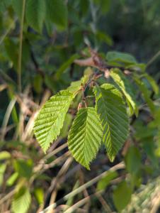 Hainbuche (Carpinus betulus) in Weidach