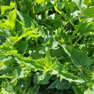 Becherpflanze (Silphium perfoliatum) in Seubersdorf