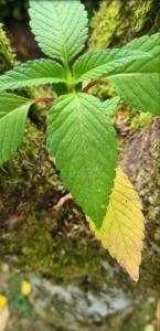 Stechender Hohlzahn (Galeopsis tetrahit) Raum Kasendorf, Oberfranken