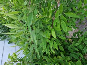 Thunbergs Buschklee (Lespedeza thunbergii) in Seubersdorf