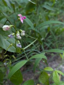 Wald-Platterbse (Lathyrus sylvestris) in Weidach