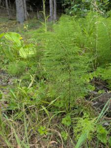 Wald-Schachtelhalm (Equisetum sylvaticum) in Weidach Callenberger Forst