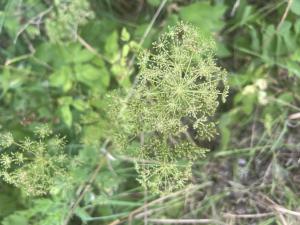 Gewöhnlicher Giersch (Aegopodium podagraria) in Döllnitz