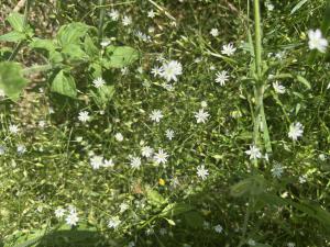 Gras-Sternmiere (Stellaria graminea) Raum Kasendorf, Oberfranken