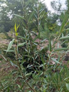 Purpur-Weide (Salix purpurea) in Weidach Callenberger Forst