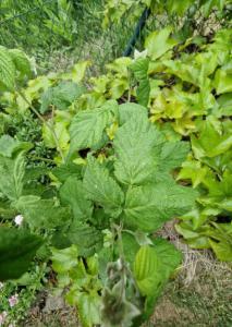 Himbeere (Rubus idaeus) in Seubersdorf