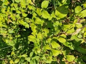 Himbeere (Rubus idaeus) in Seubersdorf