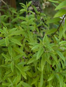 Zitronenstrauch (Aloysia citrodora) in Weidach