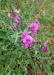 Breitblättrige Platterbse (Lathyrus latifolius) in Seubersdorf