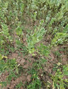 Ackerbohne (Vicia faba) Raum Kasendorf, Oberfranken