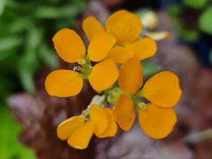 Goldlack (Erysimum cheiri) Raum Kasendorf, Oberfranken