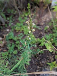 Gewöhnliches Leinkraut (Linaria vulgaris) in Weidach