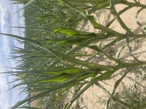 Mais (Zea mays) in Döllnitz