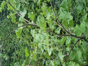 Große Klette (Arctium lappa) in Seubersdorf