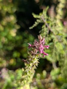 Wald-Ziest (Stachys sylvatica) Raum Kasendorf, Oberfranken