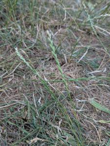 Ausdauernder Lolch (Lolium perenne) in Weidach