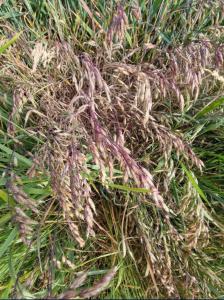 Roggen-Trespe (Bromus secalinus) in Seubersdorf