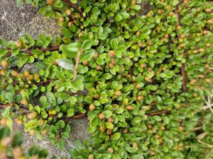 Fächer-Zwergmispel (Cotoneaster horizontalis) in Hutschdorf