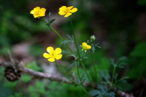 Knolliger Hahnenfuß (Ranunculus bulbosus) in Lopp