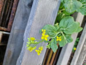 Rübsen Raum Kasendorf