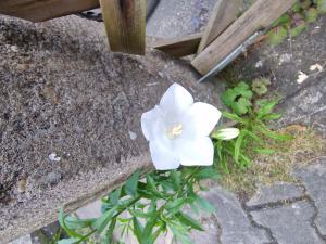 Pfirsichblättrige Glockenblume (Campanula persicifolia) Raum Kasendorf, Oberfranken