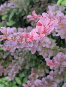 Thunberg-Berberitze (Berberis thunbergii) in Weidach