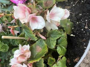 Perpetual begonia Raum Kasendorf