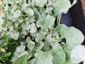 Silver ponysfoot (Dichondra argentea) Raum Kasendorf, Oberfranken