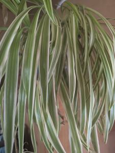 Grünlilie (Chlorophytum comosum) in Weidach