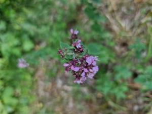 Gewöhnlicher Dost (Origanum vulgare) in Seubersdorf
