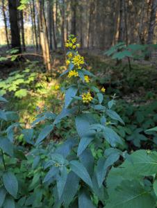Gewöhnlicher Gilbweiderich (Lysimachia vulgaris) in Weidach