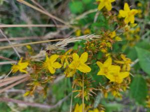 Tüpfel-Hartheu (Hypericum perforatum) in Seubersdorf