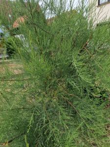 Französische Tamariske (Tamarix gallica) Raum Kasendorf, Oberfranken