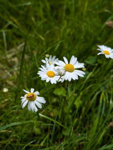 Echte Strandkamille (Tripleurospermum maritimum) in Weidach