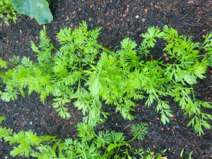 Möhre (Daucus carota) in Seubersdorf