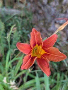 Gelbrote Taglilie (Hemerocallis fulva) in Weidach
