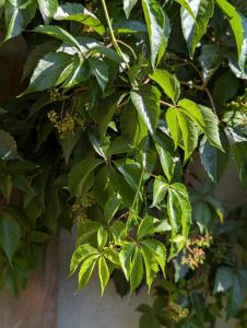 Selbstkletternde Jungfernrebe (Parthenocissus quinquefolia) in Weidach