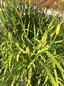 Sibirische Schwertlilie (Iris sibirica) Raum Kasendorf, Oberfranken