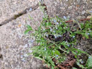 Acker-Vergissmeinnicht (Myosotis arvensis) in Seubersdorf