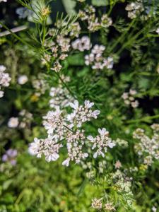 Koriander (Coriandrum sativum) in Weidach