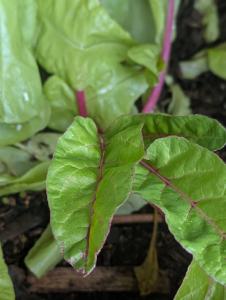 Rübe (Beta vulgaris) in Weidach