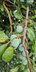 Pflaume (Prunus domestica) in Seubersdorf