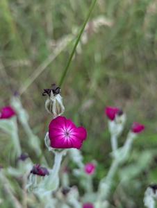 Kronen-Lichtnelke Raum Kasendorf