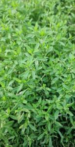 Echter Vogelknöterich (Polygonum aviculare) Raum Kasendorf, Oberfranken