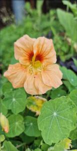 Große Kapuzinerkresse (Tropaeolum majus) Raum Kasendorf, Oberfranken