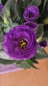 Catchfly prairie gentian (Gentiana puberulenta) Raum Kasendorf, Oberfranken
