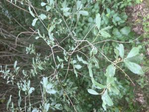Grau-Weide (Salix cinerea) Raum Kasendorf, Oberfranken