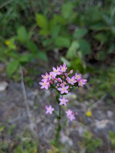 Echtes Tausendgüldenkraut (Centaurium erythraea) in Weidach